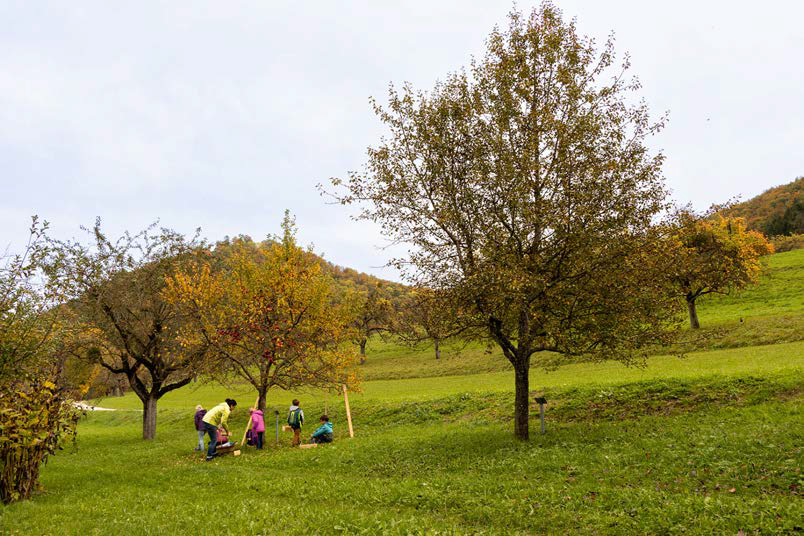 Gesunde Ernährung Streuobstpädagogik