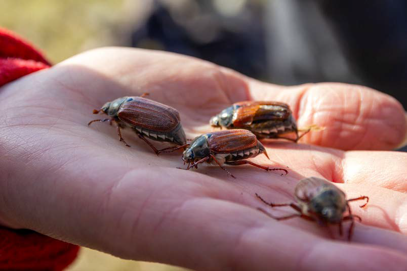 Gesunde Ernährung fördern
