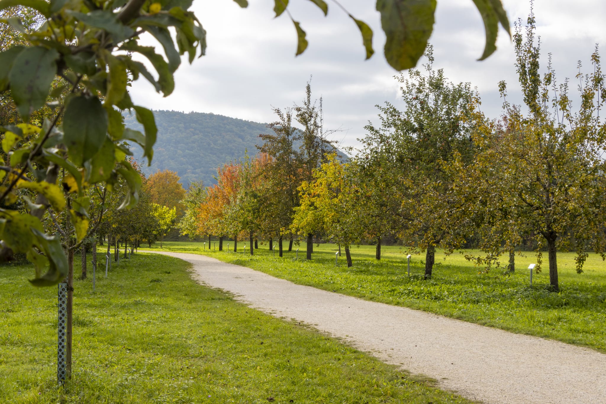 Schwäbische Obstarche - Werdegang, Philosophie und Ziele