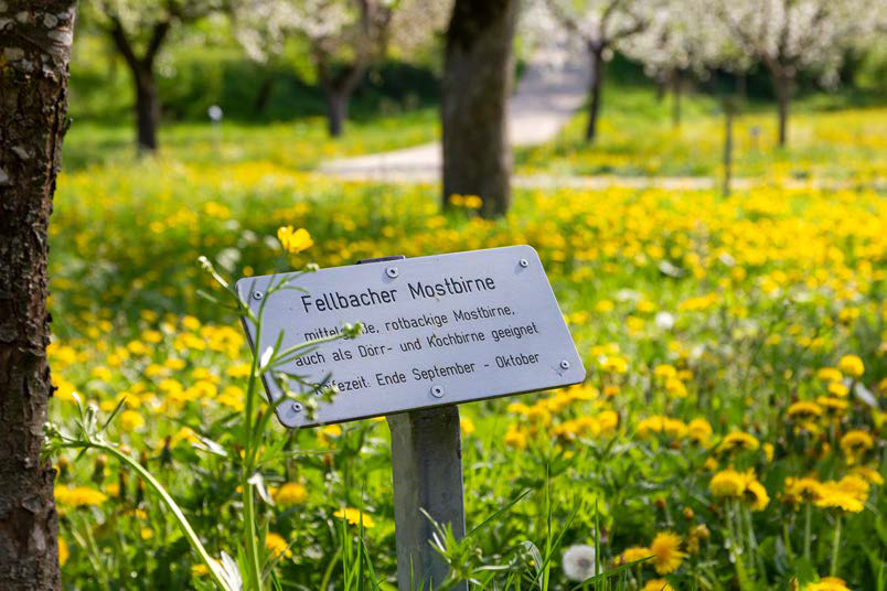 Schwäbische Obstarche - Gelbmöstler