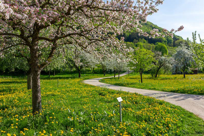 Schwäbische Obstarche - Ernte