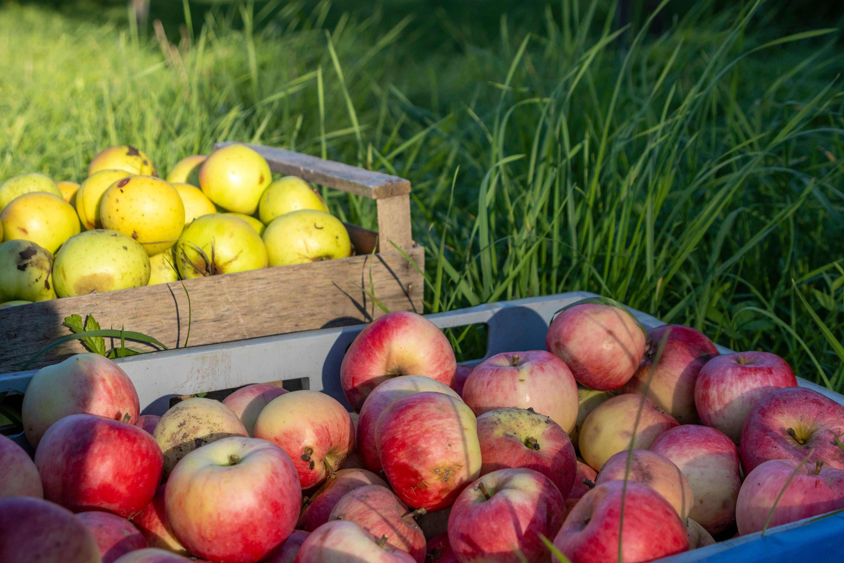 Schwäbische Obstarche - Ernte
