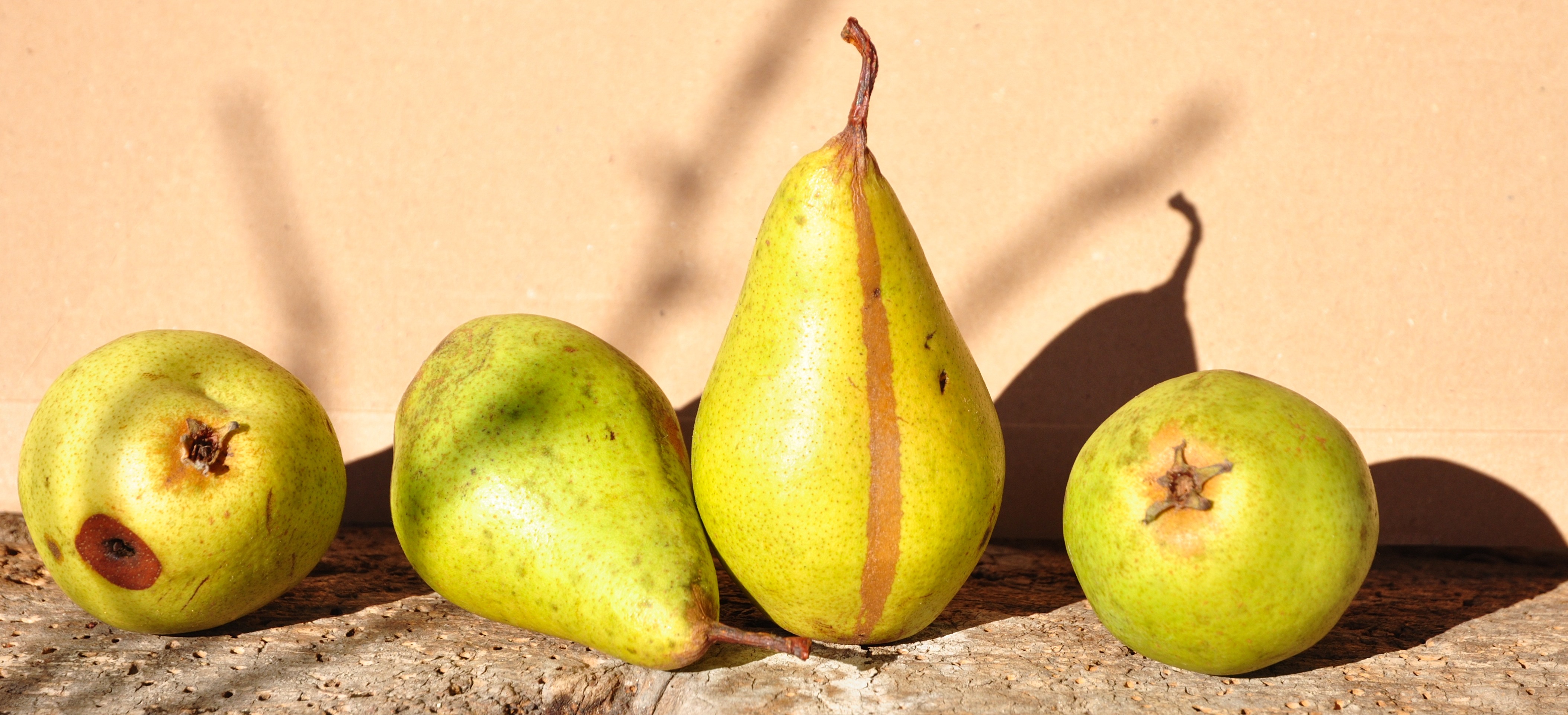 Ein Erbe für morgen: Die Schwäbische ObstArche Fils-Alb